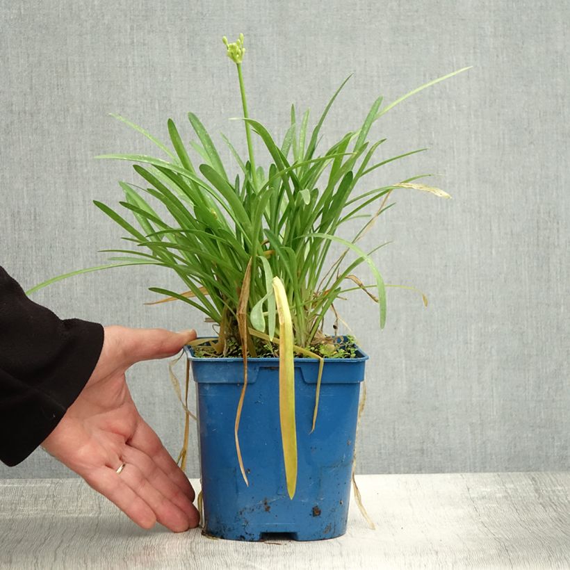 Exemplar von Agapanthus Silver Baby - Schmucklilie Topf mit 2L/3L wie im Herbst geliefert
