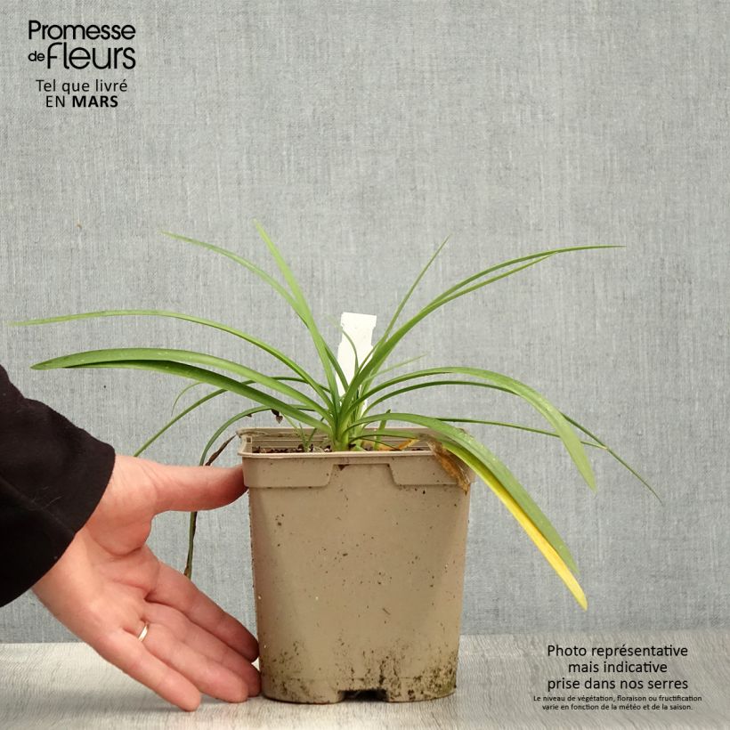 Exemplar von Agapanthus Strawberry Ice - Schmucklilie Topf mit 2L/3L wie im Frühjahr geliefert