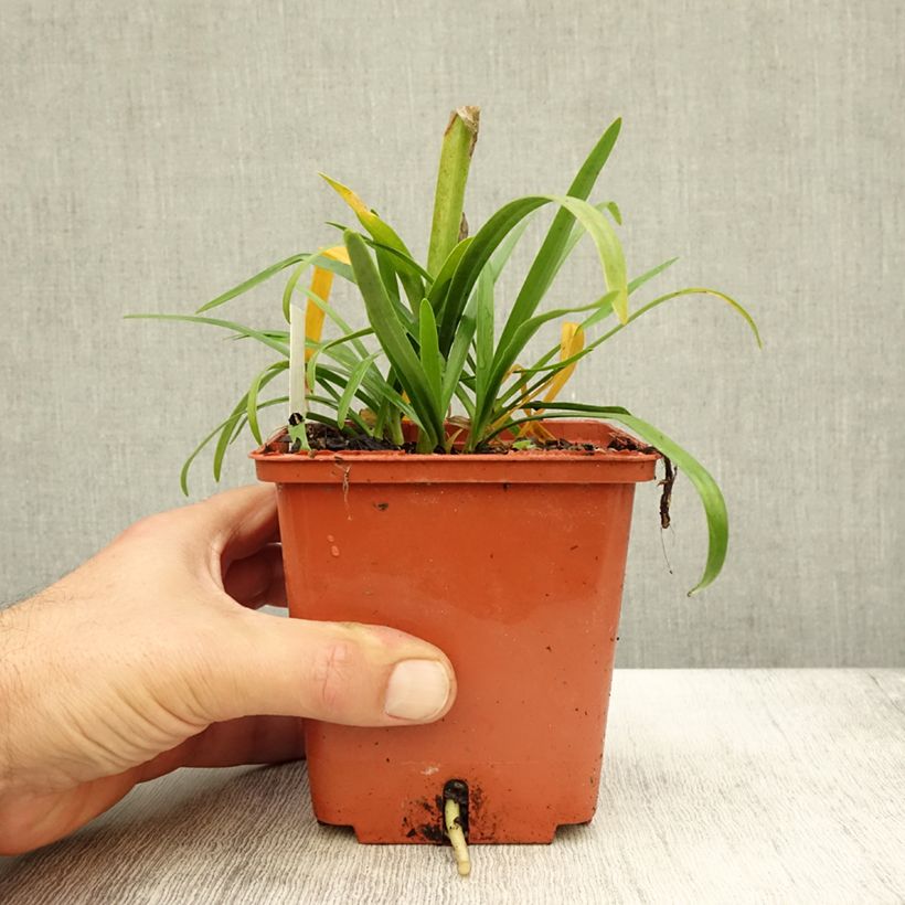 Exemplar von Agapanthus Tom Thumb - Schmucklilie Topf mit 1L/1,5L wie im Herbst geliefert