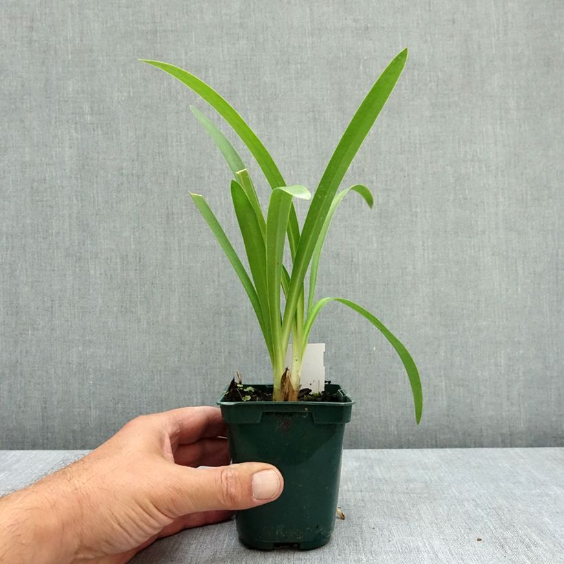 Exemplar von Agapanthus umbellatus - Schmucklilie Kleine Töpfe von 7/8 cm wie im Sommer geliefert