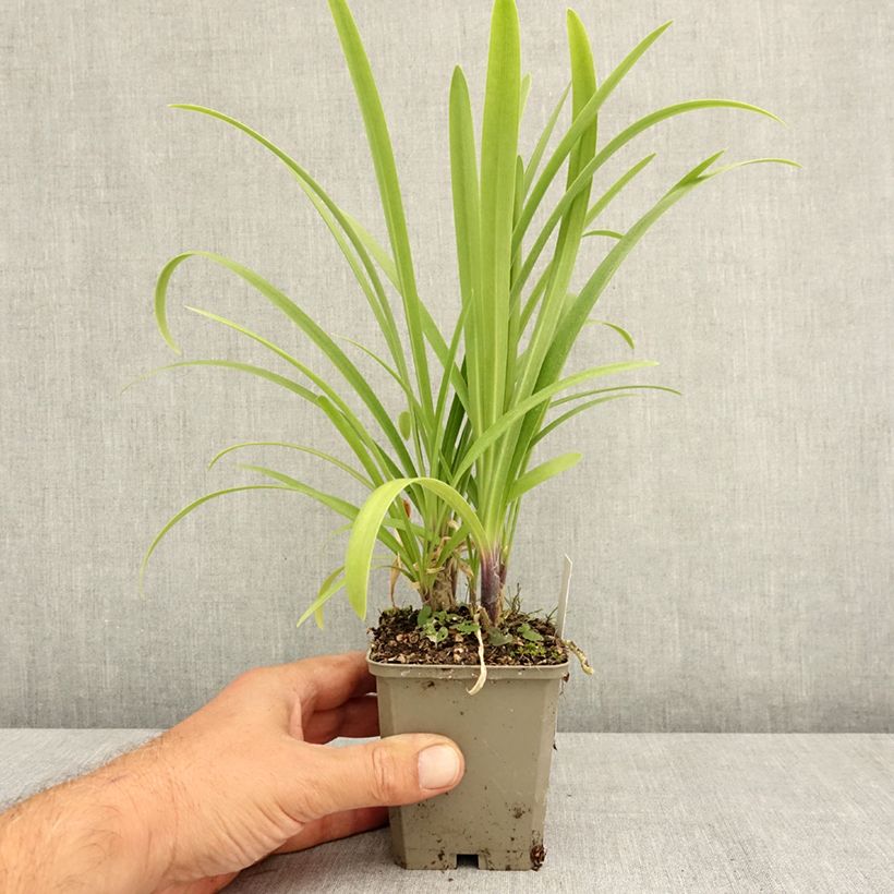 Exemplar von Agapanthus Vallée de la Loire - Schmucklilie Kleine Töpfe von 8/9 cm wie im Sommer geliefert