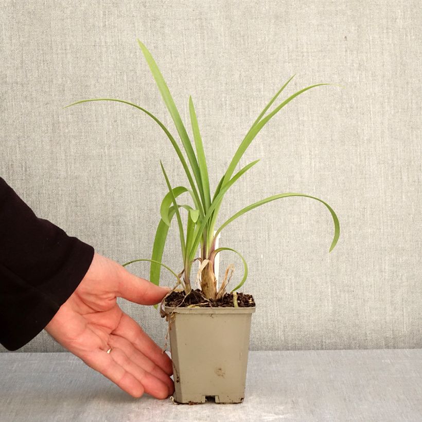 Exemplar von Agapanthus Vallée de la Loire - Schmucklilie Kleine Töpfe von 8/9 cm wie im Frühjahr geliefert