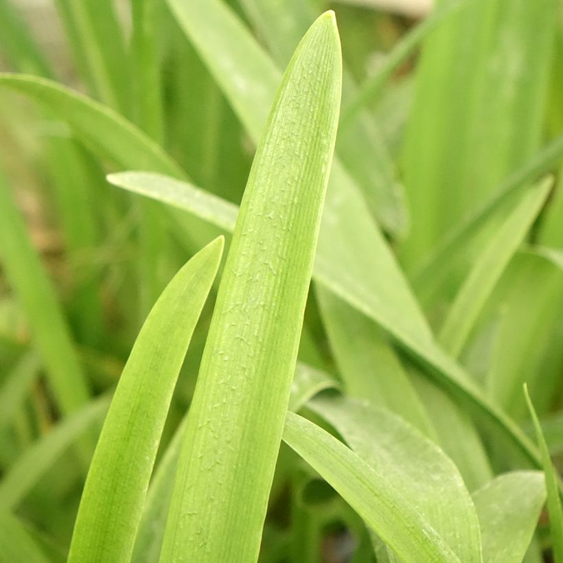 Agapanthus Vallée de la Loire - Schmucklilie (Foliage)
