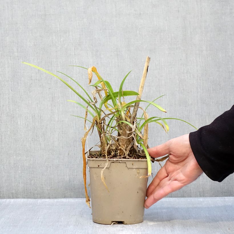 Example of Agapanthus Vallée de la Loire - Schmucklilie Topf mit 2L/3L as you get in hiver