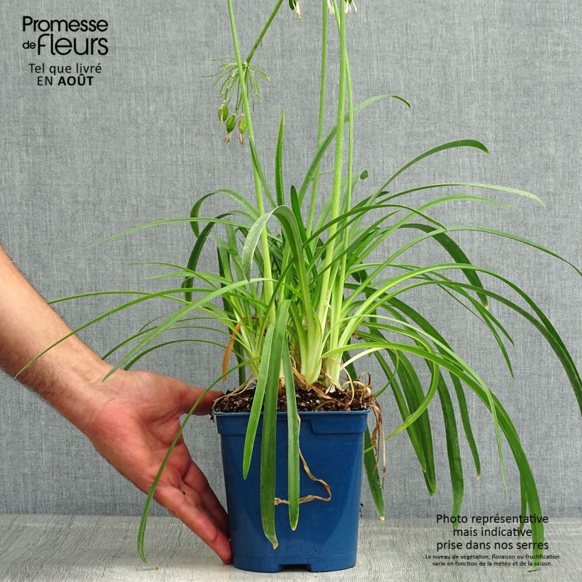 Exemplar von Agapanthus White Baby - Schmucklilie Topf mit 2L/3L wie im Sommer geliefert