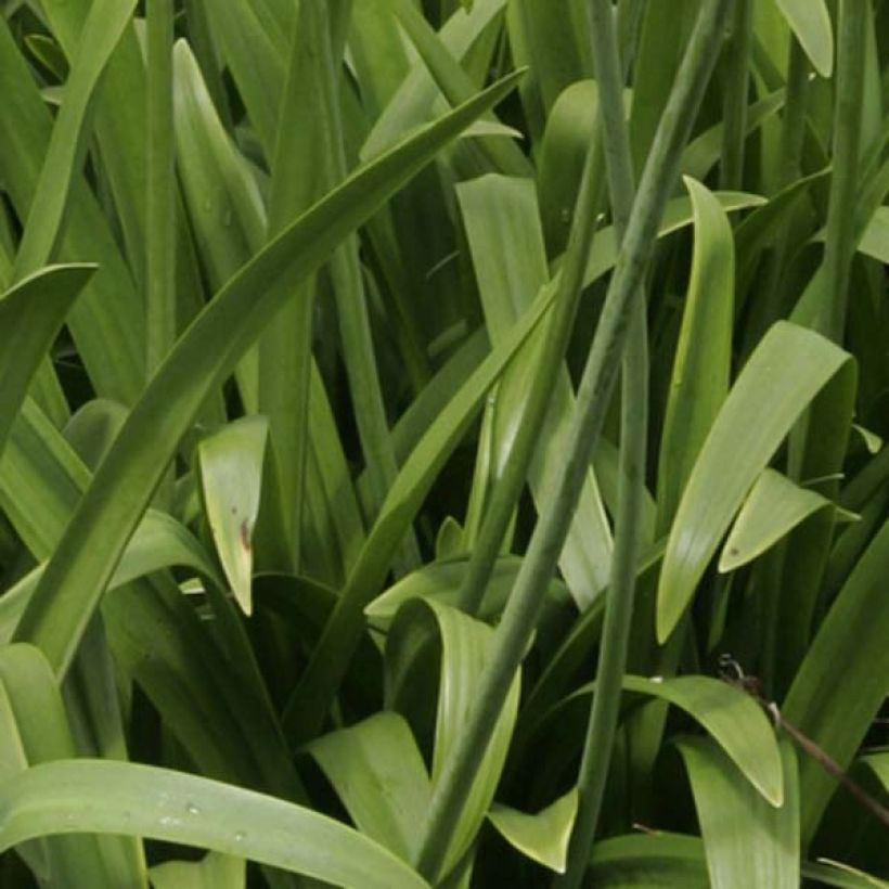 Agapanthus Windsor grey - Schmucklilie (Foliage)