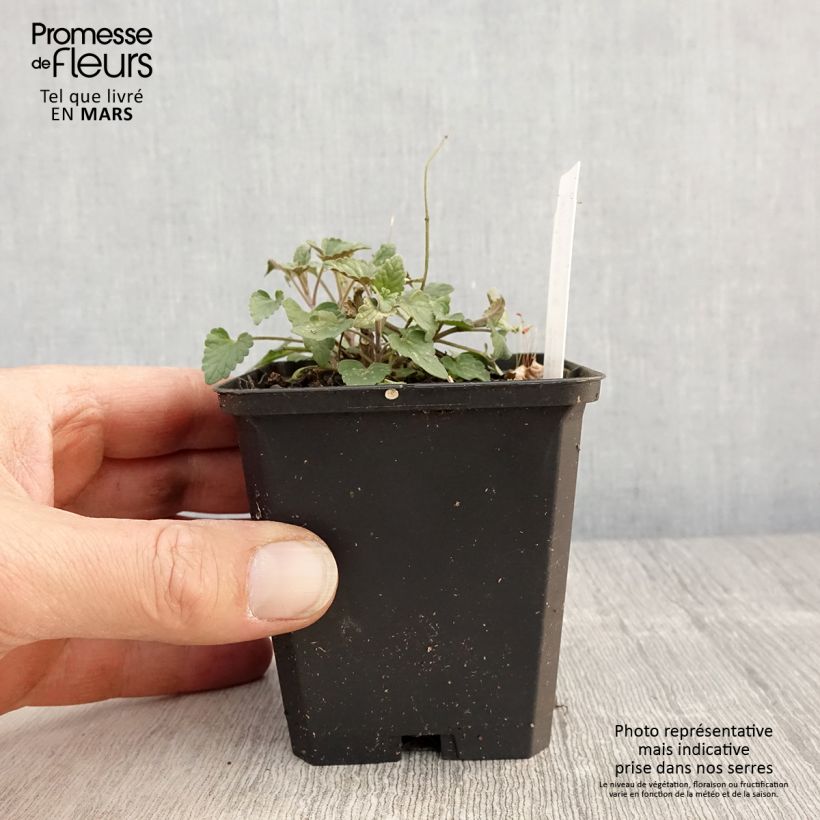 Example of Agastache barberi Firebird - Duftnessel Kleine Töpfe von 8/9 cm as you get in printemps