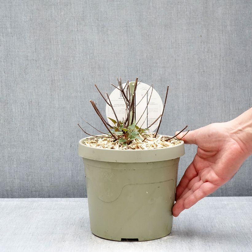 Example of Agastache Beelicious Pink - Duftnessel Topf mit 3L/4L as you get in hiver