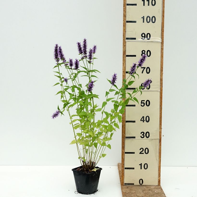 Exemplar von Agastache foeniculum Black Adder - Duftnessel Topf mit 2L/3L wie im Sommer geliefert