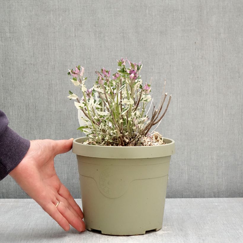 Exemplar von Agastache Crazy Fortune - Duftnessel Topf mit 3L/4L wie im Frühjahr geliefert