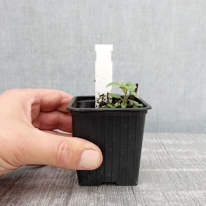 Example of Agastache foeniculum - Duftnessel Kleine Töpfe von 8/9 cm as you get in printemps