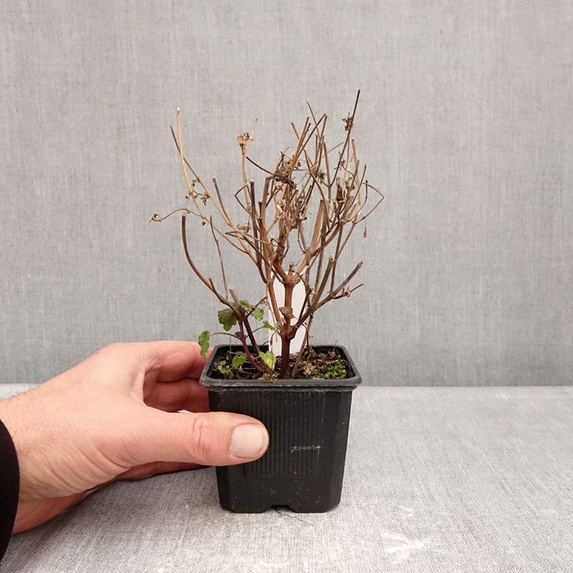 Exemplar von Agastache foeniculum Celestia - Hysope anisée Kleine Töpfe von 8/9 cm wie im Winter geliefert