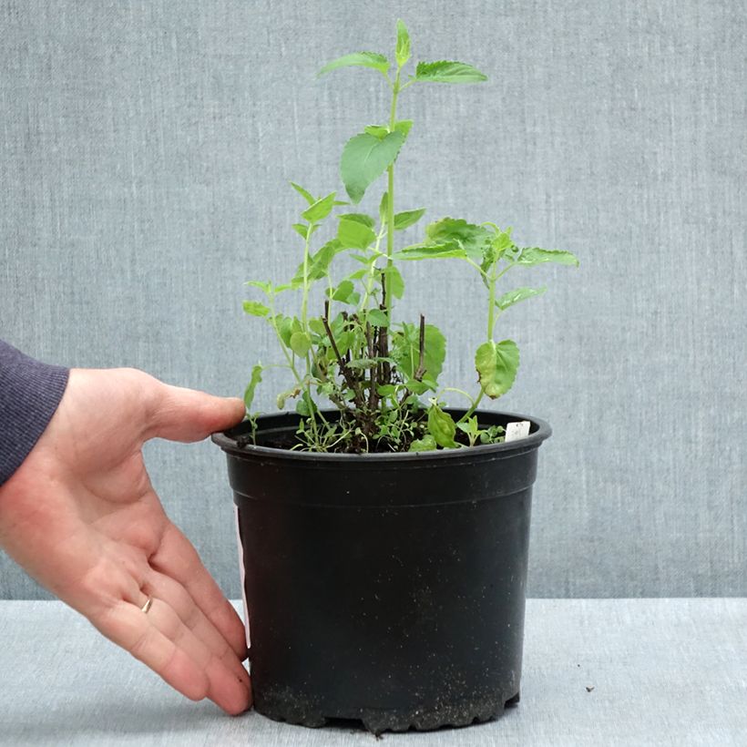 Example of Agastache mexicana Red Fortune - Duftnessel Topf mit 2L/3L as you get in printemps