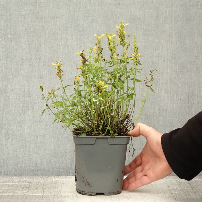 Exemplar von Agastache Poquito Butter Yellow - Duftnessel Topf mit 2L/3L wie im Herbst geliefert