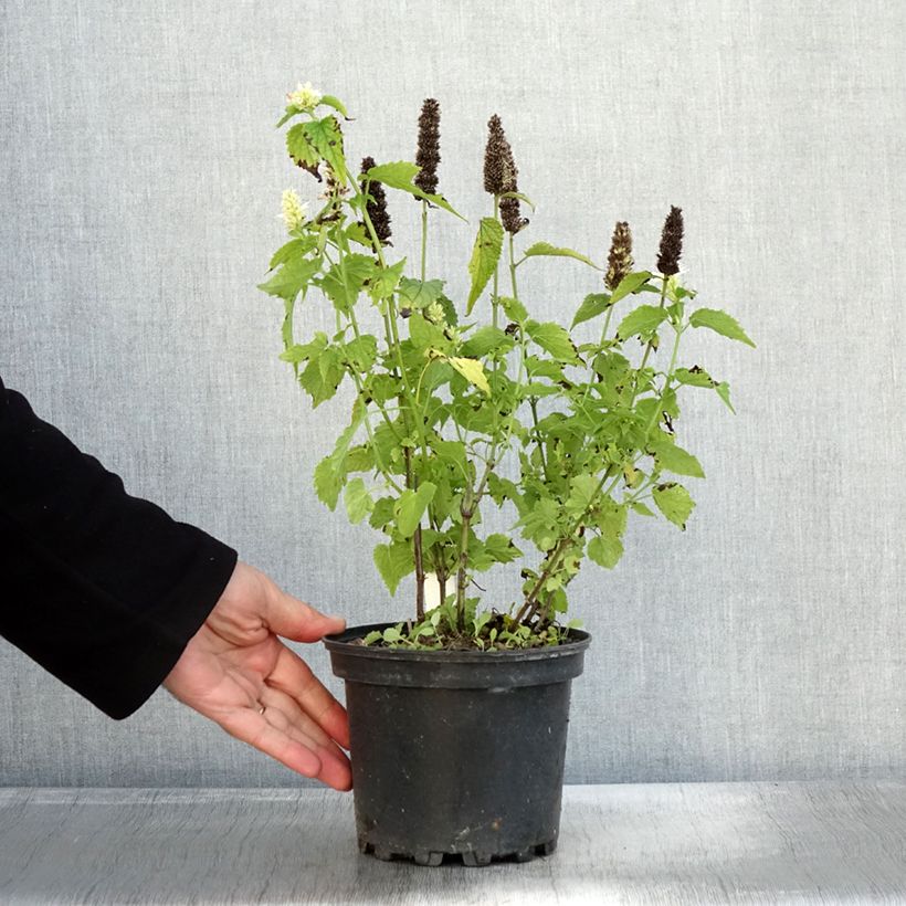 Exemplar von Agastache rugosa Alabaster Pot de 2L/3L wie im Herbst geliefert
