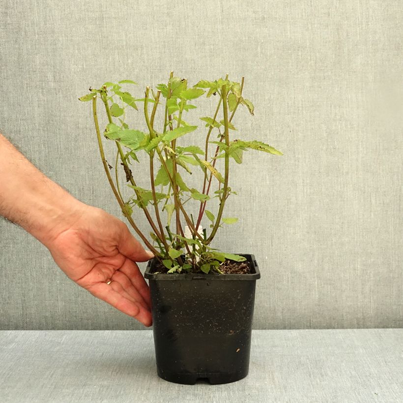 Exemplar von Agastache rugosa Little Adder - Duftnessel Topf mit 2L/3L wie im Herbst geliefert