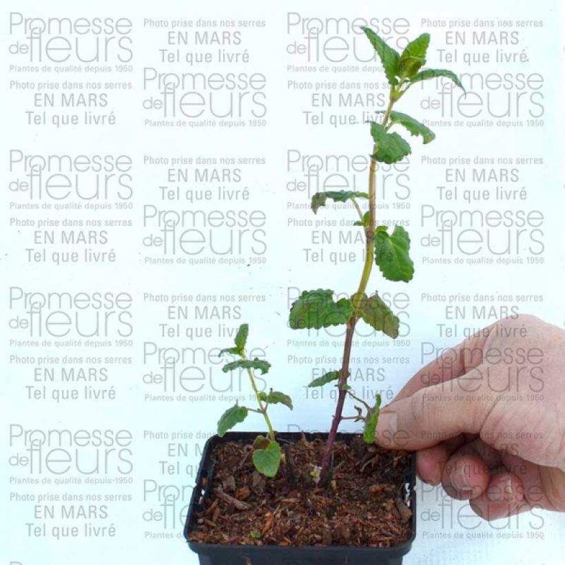 Beispiel eines Exemplars von Agastache Summer Love® - Duftnessel Kleine Töpfe von 8/9 cm wie geliefert