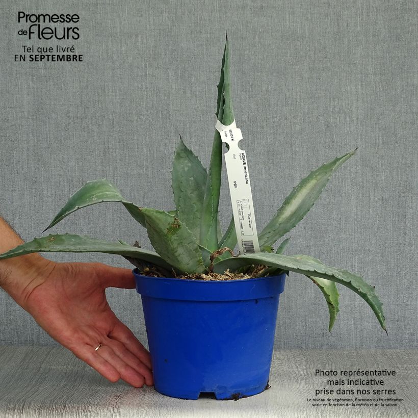 Exemplar von Agave americana - Amerikanische Agave Topf mit 3L/4L wie im Herbst geliefert