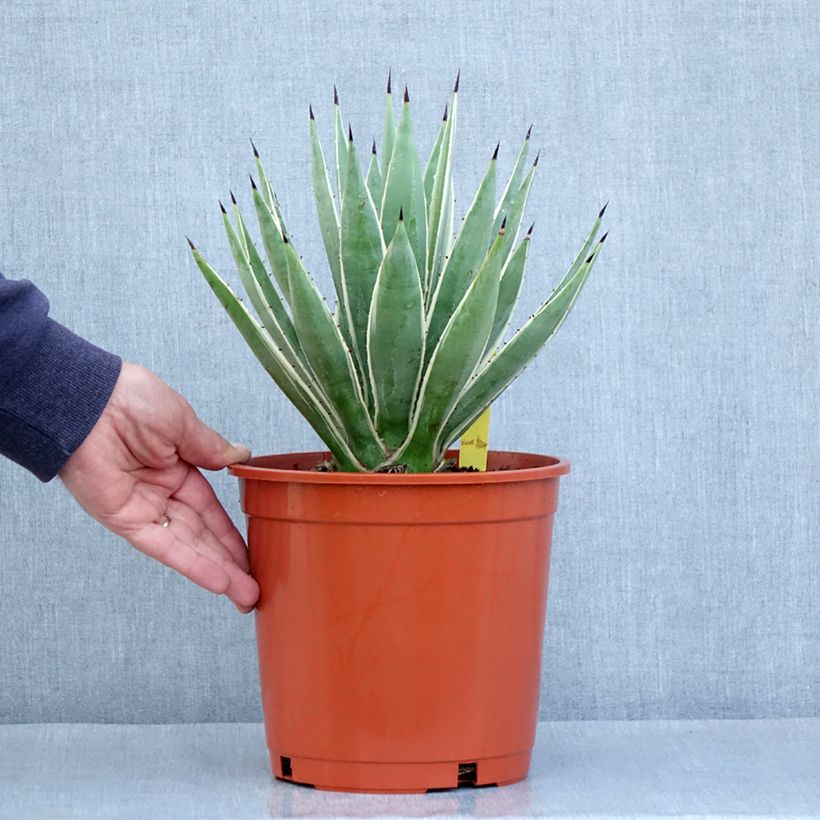 Exemplar von Agave angustifolia Marginata - Schmalblättrige Agave Topf mit 4L/5L wie im Frühjahr geliefert
