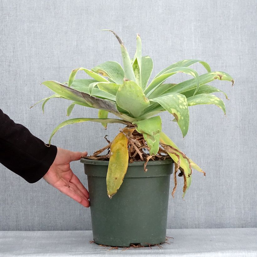 Exemplar von Agave attenuata - Agave à cou de cygne Pot de 7,5L/10L wie im Winter geliefert