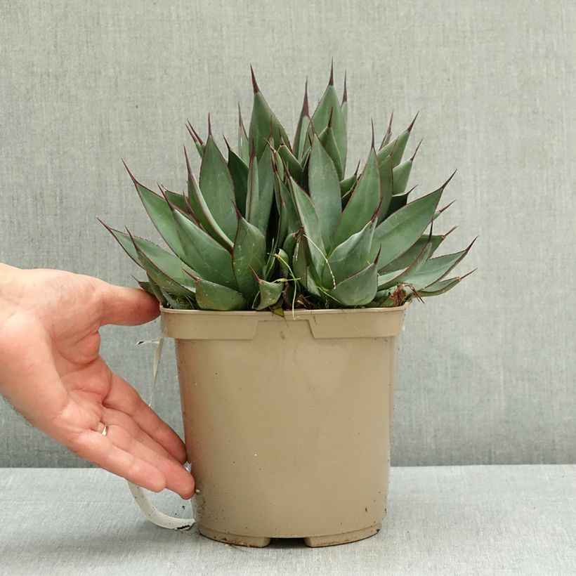 Exemplar von Agave attenuata Blue Ember - Drachenbaum-Agave Topf mit 3L/4L wie im Sommer geliefert