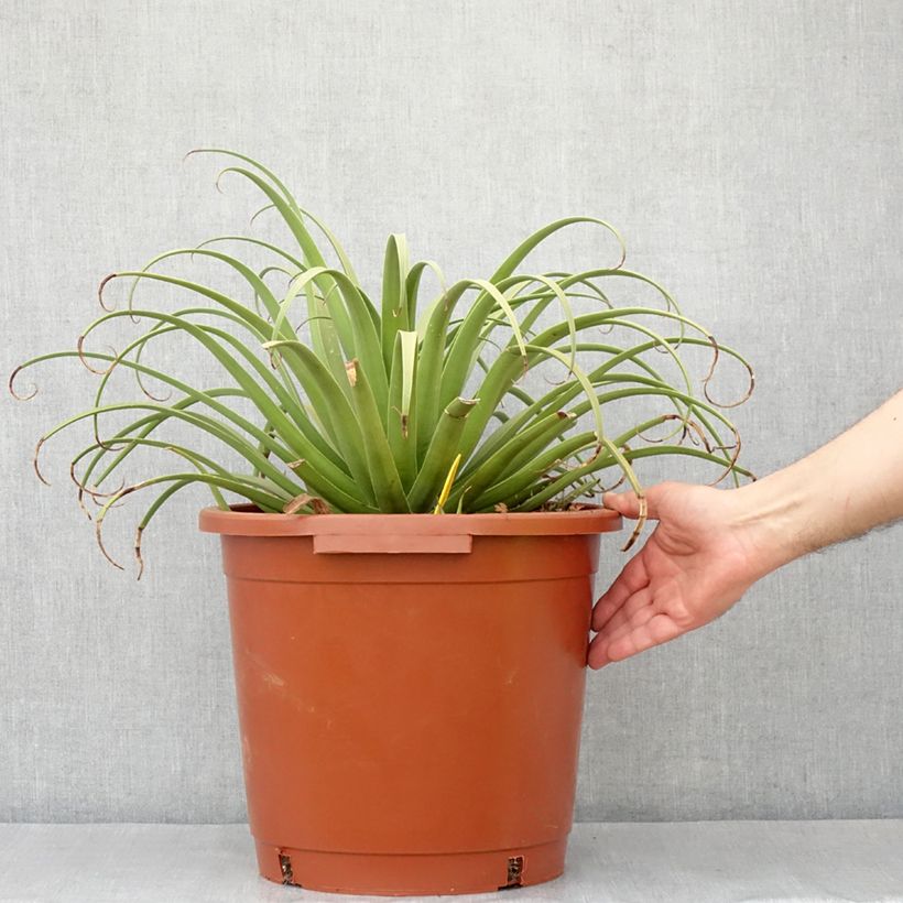 Exemplar von Agave bracteosa Topf mit 12L/15L wie im Frühjahr geliefert