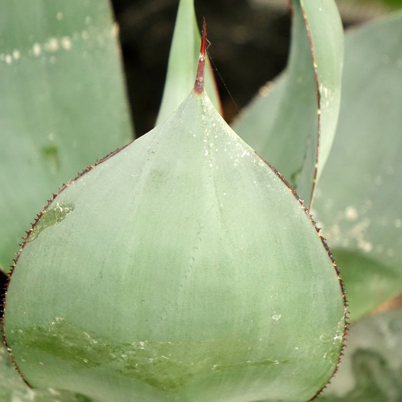 Agave celsii Nova (Laub)
