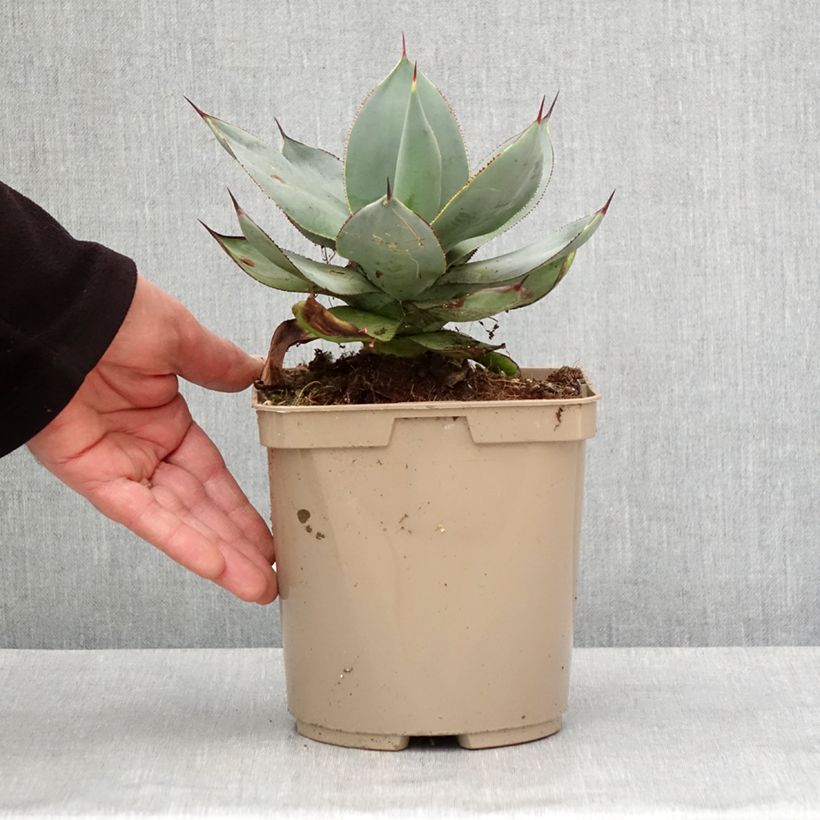 Exemplar von Agave celsii Nova Pot de 3L/4L wie im Winter geliefert