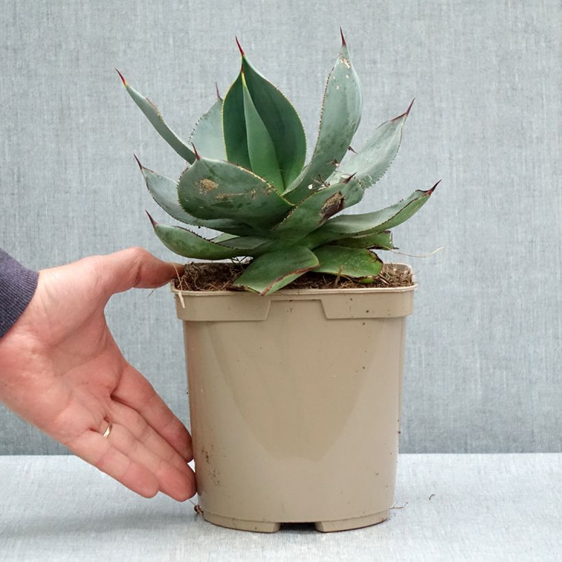 Exemplar von Agave celsii Nova Topf mit 3L/4L wie im Frühjahr geliefert