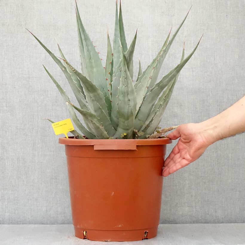 Example of Agave chrysantha Topf mit 12L/15L as you get in printemps