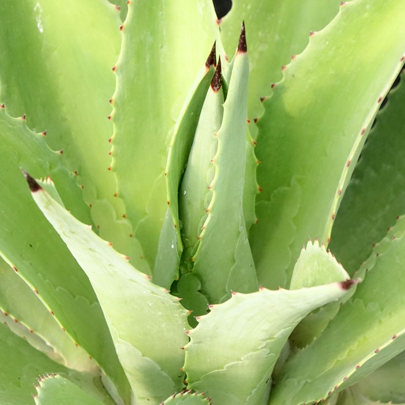 Agave desmetiana (Foliage)