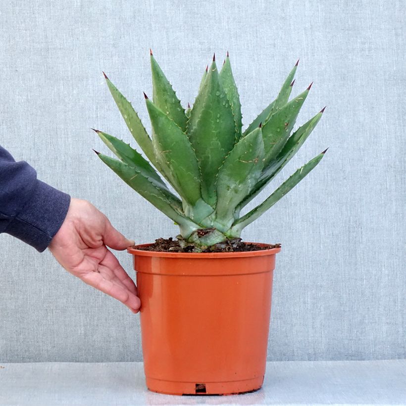 Example of Agave fourcroydes Topf mit 4L/5L as you get in printemps