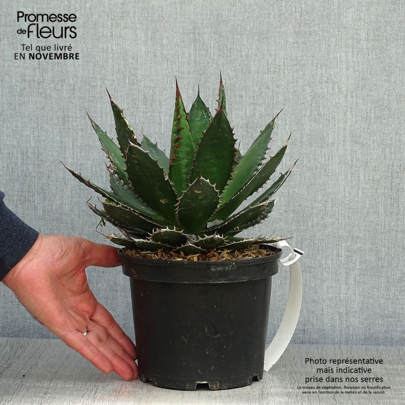 Exemplar von Agave horrida Pot de 3L/4L wie im Herbst geliefert