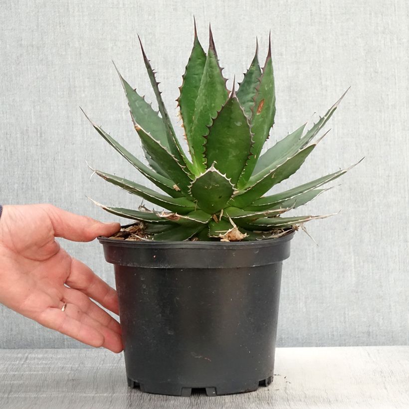 Example of Agave horrida Topf mit 3L/4L as you get in printemps