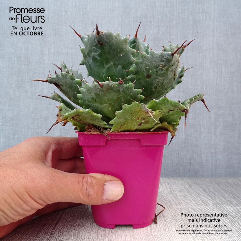 Exemplar von Agave isthmensis Pot de 10 cm/11cm wie im Herbst geliefert