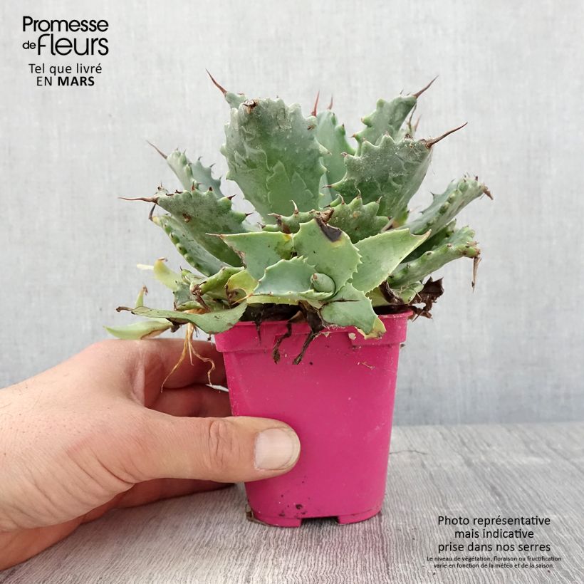 Example of Agave isthmensis Topf 10 cm/11cm as you get in printemps