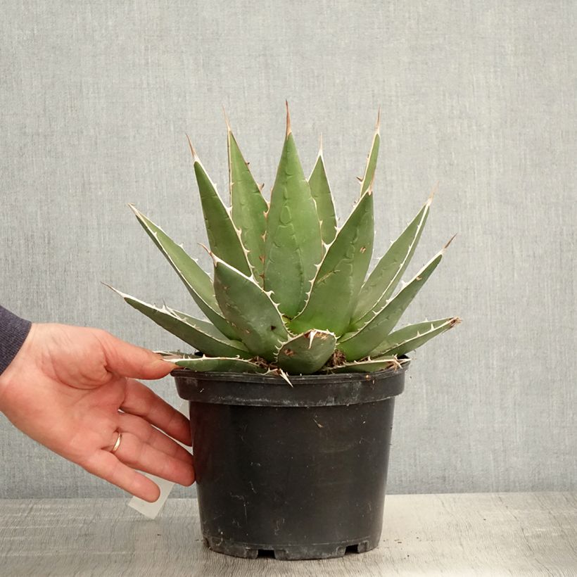 Example of Agave kerchovei Topf mit 3L/4L as you get in printemps