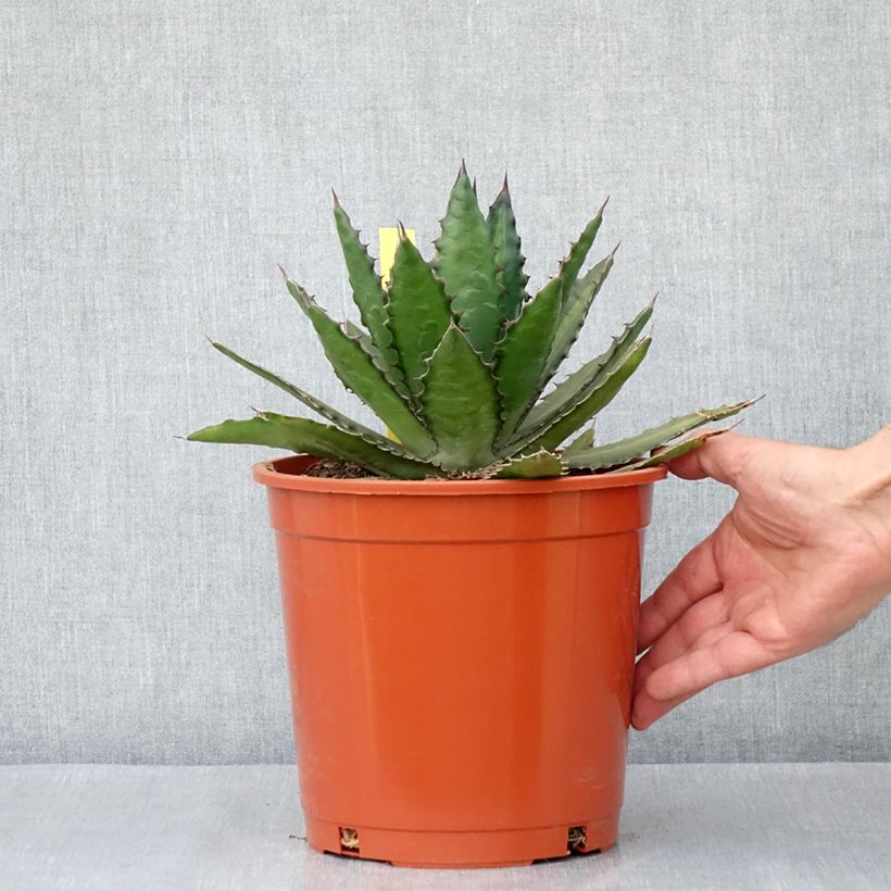 Example of Agave lophantha Topf mit 4L/5L as you get in printemps