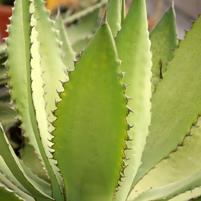 Agave lophantha Ensifera (Foliage)