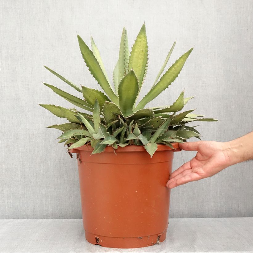 Exemplar von Agave lophantha Ensifera Topf mit 12L/15L wie im Sommer geliefert