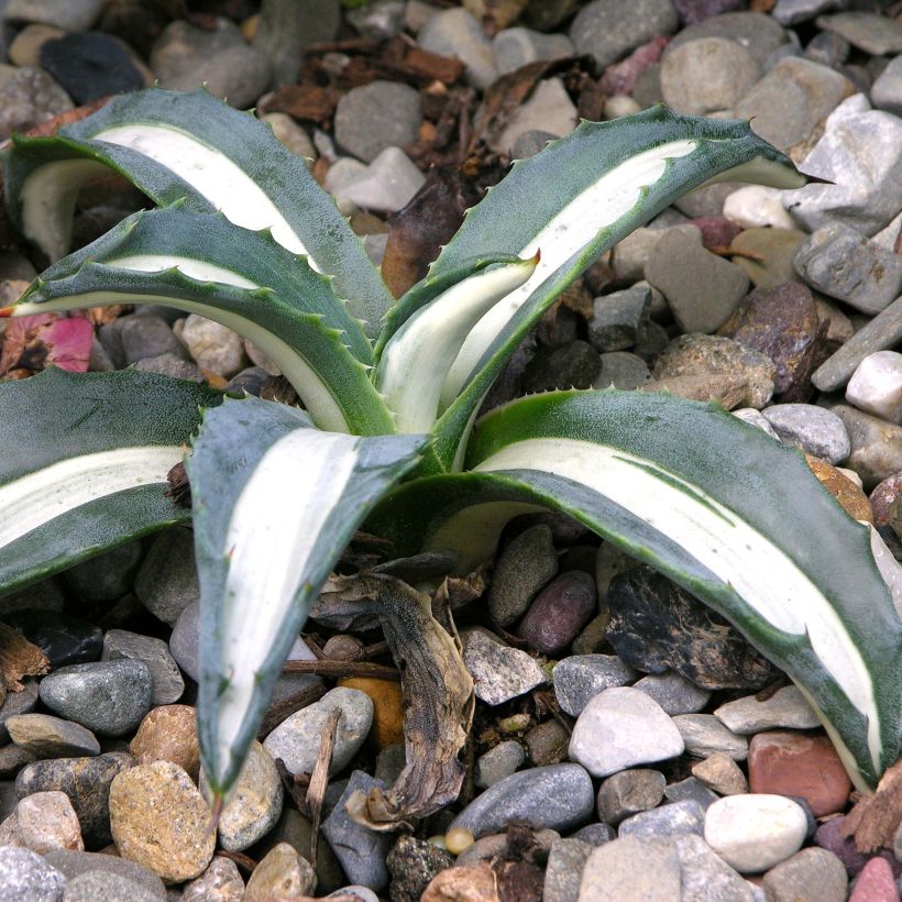Agave americana mediopicta Alba - Amerikanische Agave (Wuchs)