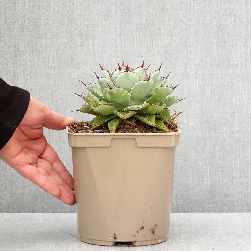Exemplar von Agave potatorum Kichiokan Pot de 3L/4L wie im Winter geliefert