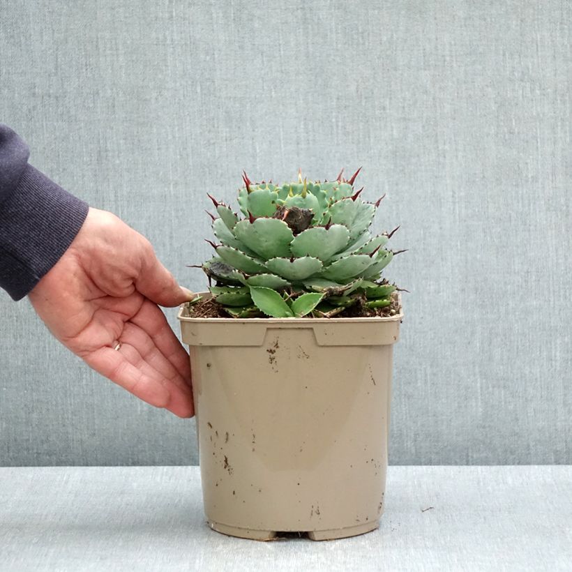 Exemplar von Agave potatorum Kichiokan Topf mit 3L/4L wie im Frühjahr geliefert