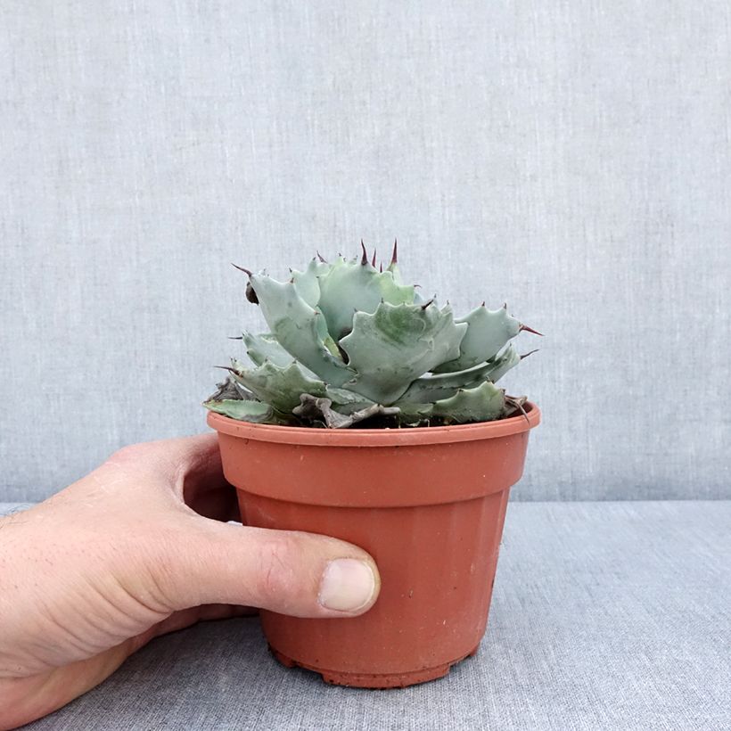 Example of Agave potatorum var. verschaffeltii Topf mit 2L/3L as you get in printemps