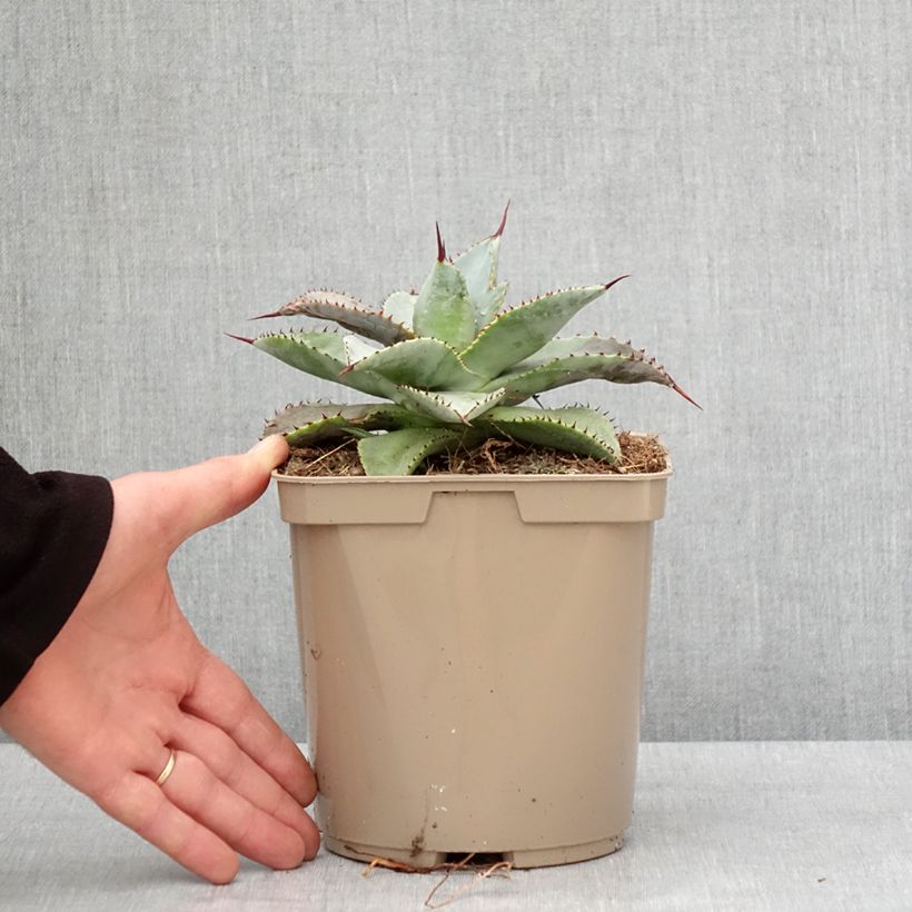 Exemplar von Agave pygmae Dragon Toes Pot de 3L/4L wie im Winter geliefert