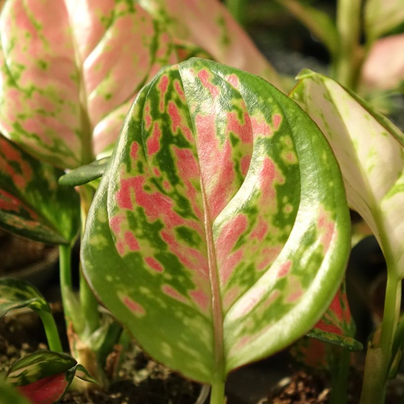 Aglaonema Beauty - Kolbenfaden (Laub)