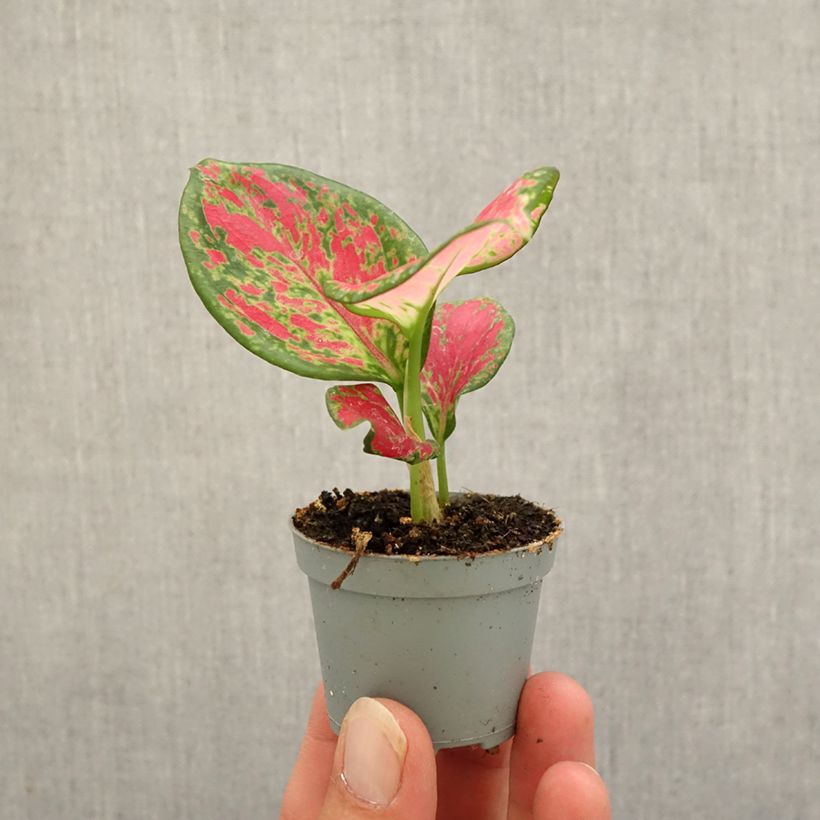 Exemplar von Aglaonema Red Valentine - Kolbenfaden Mini-Pflanze wie im Herbst geliefert