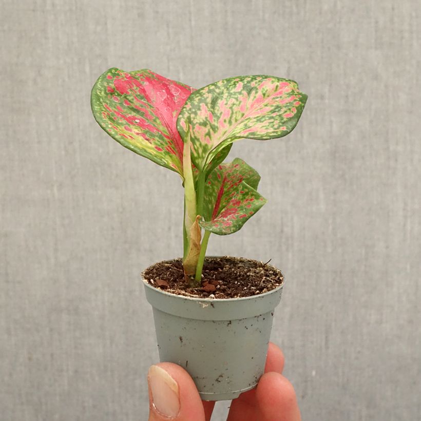 Exemplar von Aglaonema Red Zircon Mini-Pflanze wie im Herbst geliefert