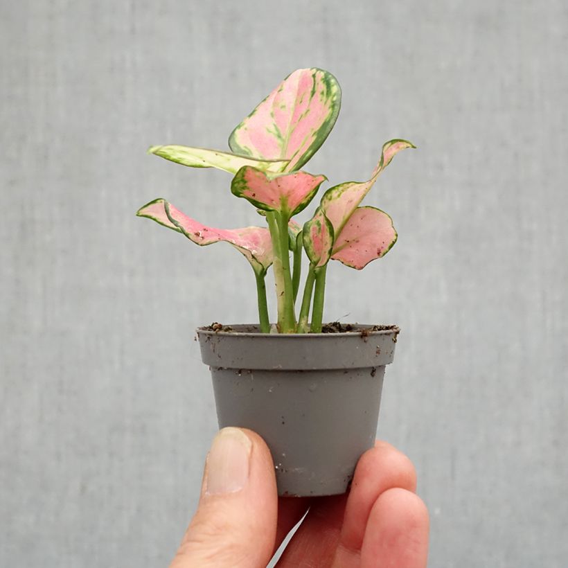 Exemplar von Aglaonema Rich Red - Kolbenfaden Mini-Pflanze wie im Frühjahr geliefert