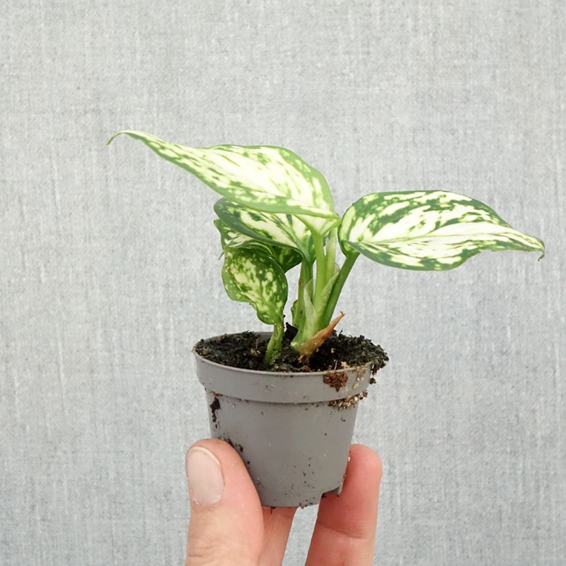 Exemplar von Aglaonema Snowflake - Kolbenfaden Mini-Pflanze wie im Herbst geliefert
